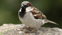 Sparrow bird pictures_Ploceidae Passer