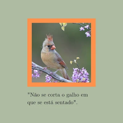 O Galho