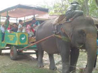 Taman Nasional Way Kambas Lampung