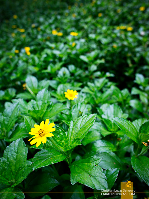 Yellow Flowers along the Trail to Dalipuga Falls in Iligan City