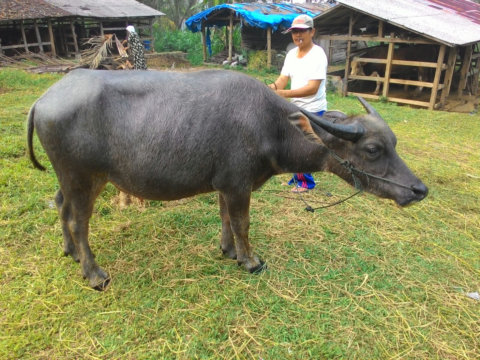 TERNAK KERBAU atau MEMELIHARA KERBAU