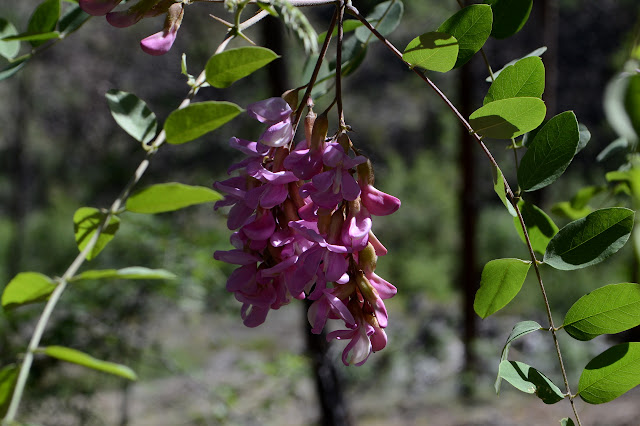 pink hanging flowers