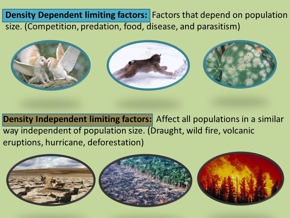 Density dependent and independent limiting factors