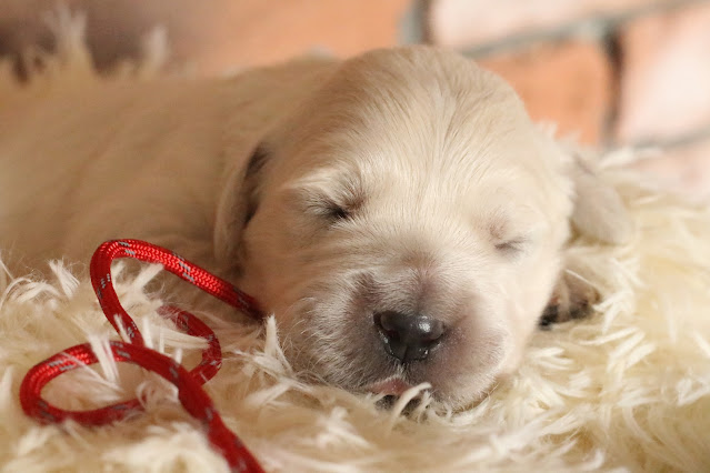 hodowla golden retriever Animals Triumph