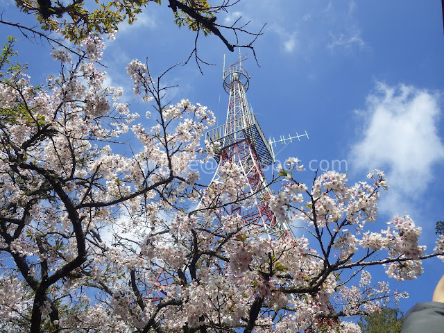 Alishan cherry blossom