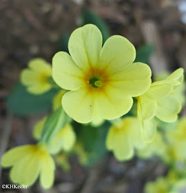 Primula eliator, pin