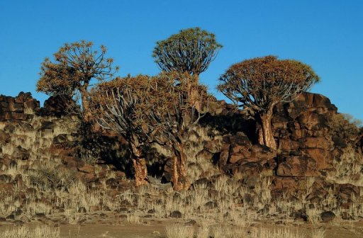 Karas province, southeast of the capital Windhoek, where iconic quiver trees grow. AFP