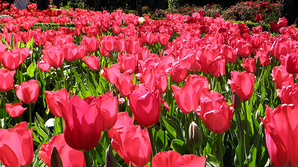 Big Field of Red Tulips