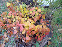 Dead poison ivy plants