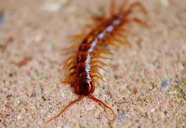 कनखजूरा(शत्पाद अर्थात् सेन्टीपीड-Centipede):वर्गीकरण, लक्षण, चित्र का वर्णन|hindi