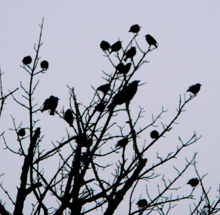 crow and starlings