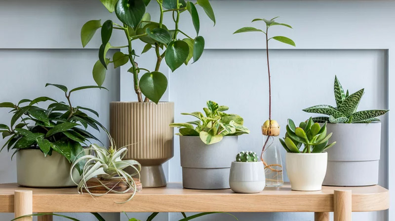 5 Easy Tips for Repotting Your Favorite Plants