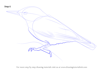 Red-breasted nuthatch