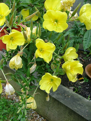 Evening Primrose - Oenethera