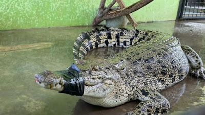 Buaya di Sungai Sapih Kuranji Berhasil Dievakuasi Balai KSDA Sumatera Barat