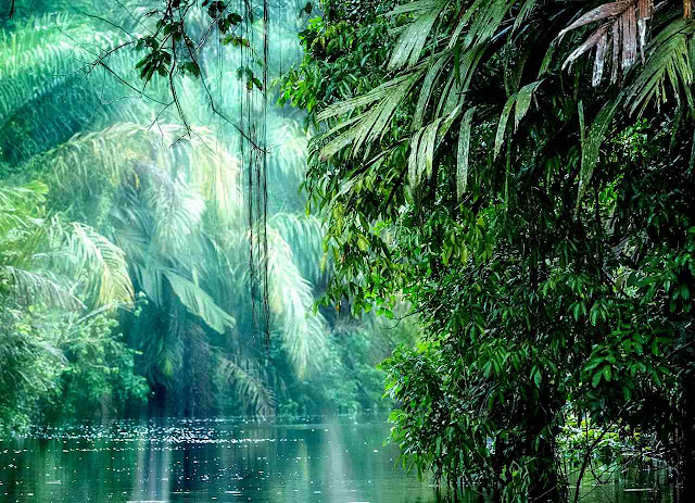 Aumentaram as chuvas na floresta Amazônica até por causa do aquecimento