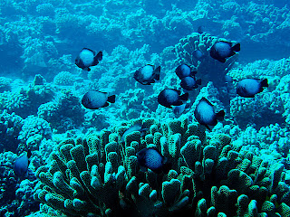 lahaina diving