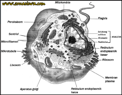  Sel  Hewan  Sel  Tumbuhan Beserta Gambarnya