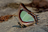 Polyura jalysuss