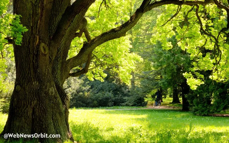 Unveiling the Secrets_ 10 Mind-Blowing Facts About the Mighty Oak Tree 4 - Web News Orbit