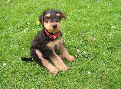 Airedale Terrier