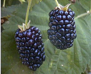 Fruit Alphabetical List - BlackBerry