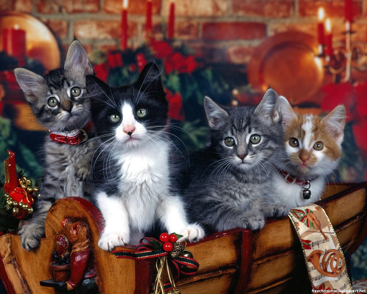 Cat Christmas gift wallpapers - beautiful desktop 