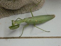 DSCN3137