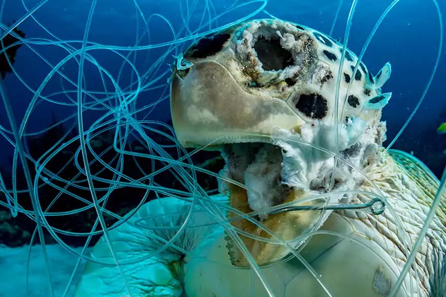 Breathtaking Pictures That Won The Ocean Art 2019 Contest