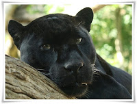 Panther Carnivorous Animal Pictures
