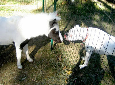 Einstein - The World's Smallest Horse Seen On lolpicturegallery.blogspot.com