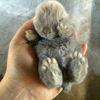 Baby Bunny Rabbit