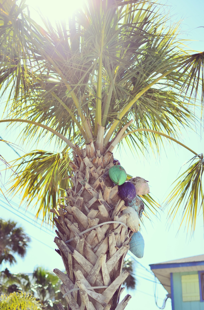 COLORFUL COCONUTS TYBEE ISLAND