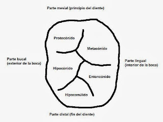 Partes de un diente molar