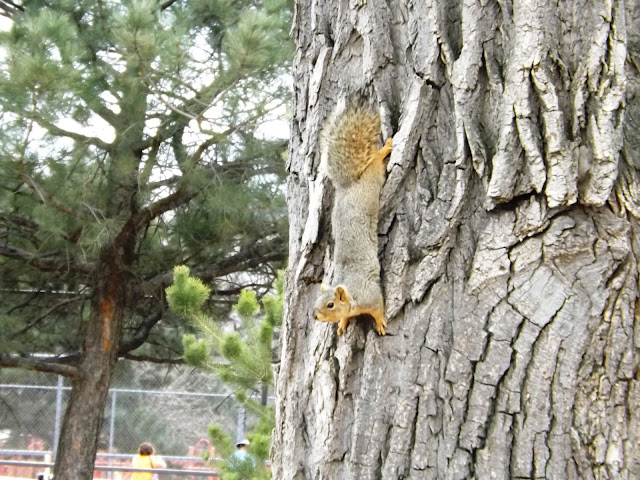 Yesterday we went to one of the many parks in Colorado Springs, which is a 20 minute drive from our house. There we walked and fed the squirrels. While Artem played on the playground, we were feeding curious animals. They are almost tame and throw themselves at your feet when you walk along the paths of the garden. And one even started to follow us, when we finished bread.   The weather was sunny and windless. We had a great time and rest.  Вчера мы ездили в парк Колорадо Спрингс, который находится в 20 минут езды на машине от нашего дома. Там мы гуляли и кормили белок. Пока Артем играл на детской площадке, мы занимались фотоохотой, прикармливая любопытных животных.  Белки почти ручные и сами бросаются под ноги, когда гуляешь по тропинкам сада. А одна белка даже начала на нас нападать, когда у нас закончился хлеб.   Погода была солнечная и безветренная. Мы прекрасно провели время и отдохнули.