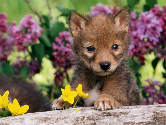 baby animals pictures. The Cutest Baby Animals