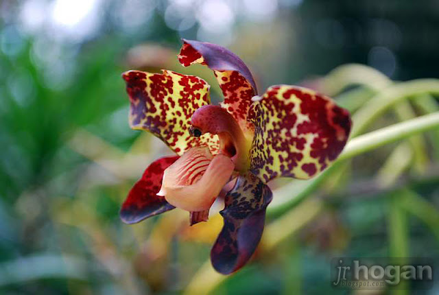 Malaysia Tiger Orchid Photo