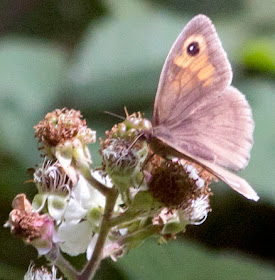 Meadow Brown butterfly, Maniola jurtina, in a glade in High Elms Country Park, 15 July 2011.