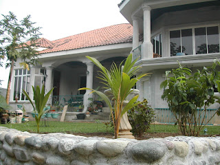 Coconut palm, La Ceiba, Honduras