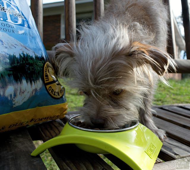 Bailey eating her limited ingredient diet dry dog food available at Petsmart.com