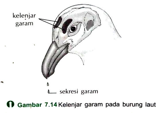 Gambar Sistem Saraf Hewan  Vertebrata Avertebrata Definisi 