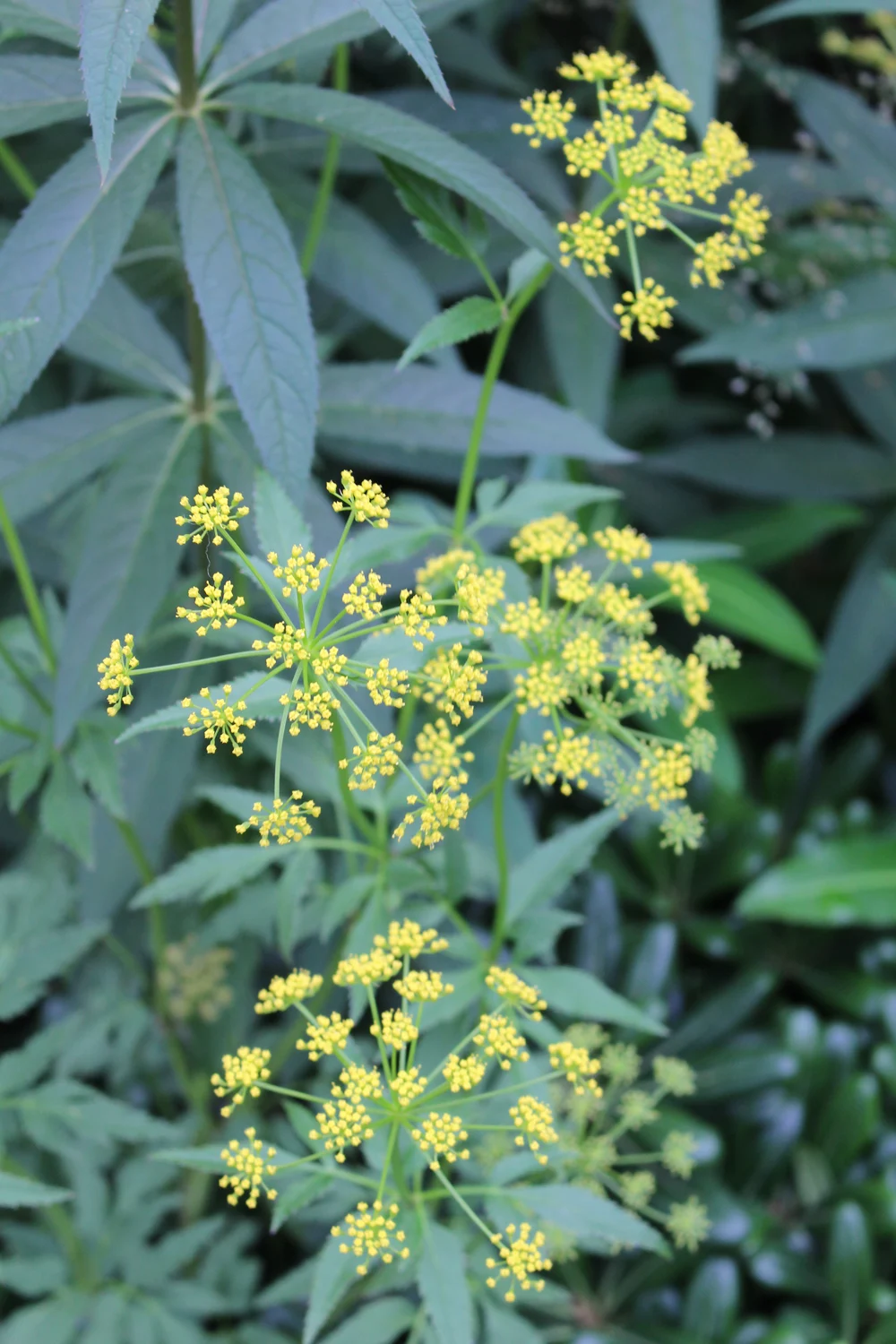 Foliage at Chelsea Flower Show 2018 - London lifestyle blog