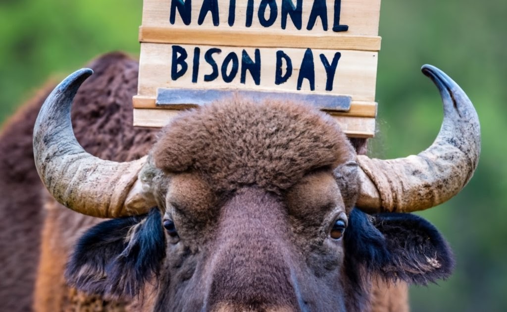 National Bison Day 2023: Celebrating the Mighty Bison of North America