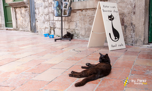 Gatos de Kotor en la calle