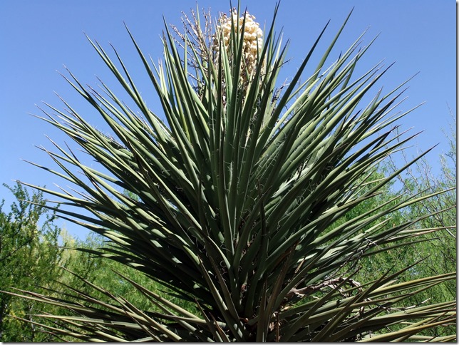 blooming yucca 4-15-2013 10-18-15 AM 3616x2712