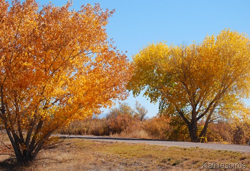 21. trees-kab