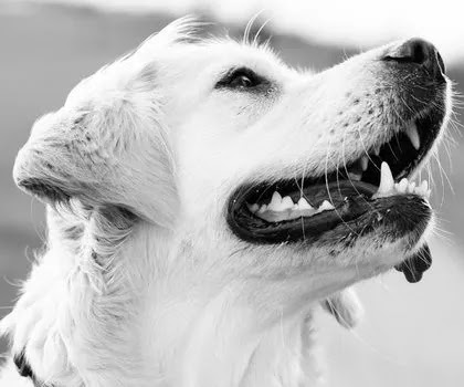 dental care for dogs