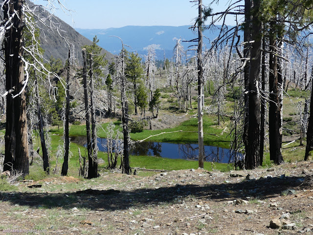 49: water in grass in burned trees