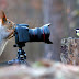 Photoshop Battles: Squirrel taking a picture of a bird