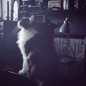 A large, black and white long-haired cat sitting on my desk. His front is white, his back is black, and he is very very fluffy. He is sitting and facing left, The Gothic arch mirror on top of the computer tower is visible. The Gothic architecture wallpaper and grey desk lamp are visible behind Archimedes the cat. He is sitting in front of a black switched-off flat-screen computer monitor. The cat has very long whiskers that catch the light. He has an adorable face. 